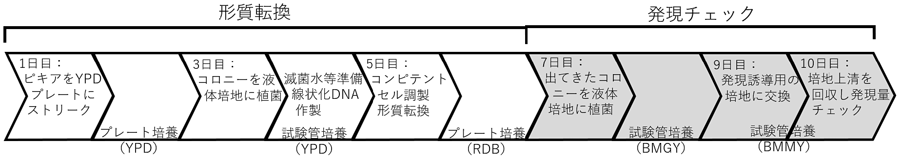 スキーム1. 形質転換と発現チェック