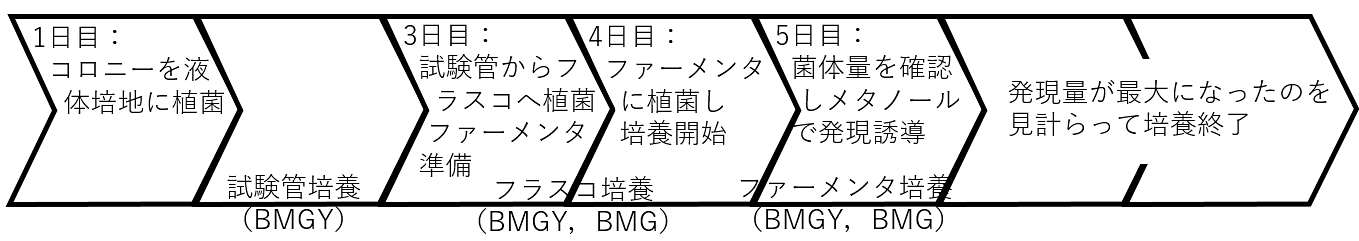 スキーム2. 本培養