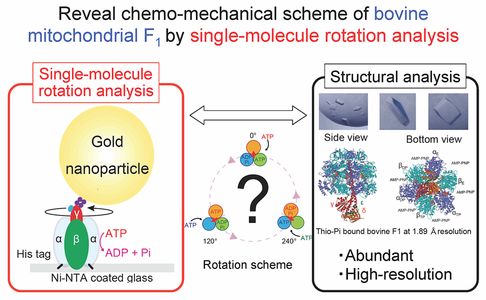 Reveal chemo-mechanical scheme of bovine mitochondrial F1 by single-molecule rotation analysis