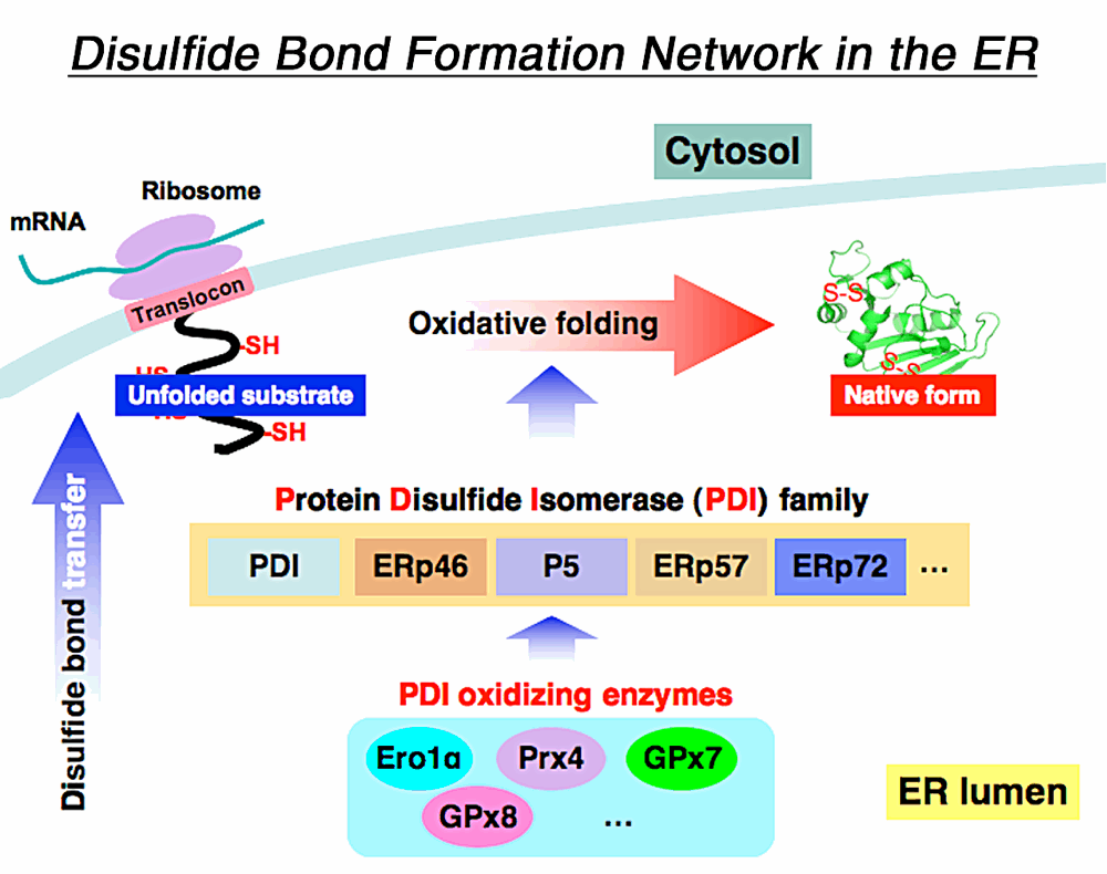 Disulfide bond formation network in th ER